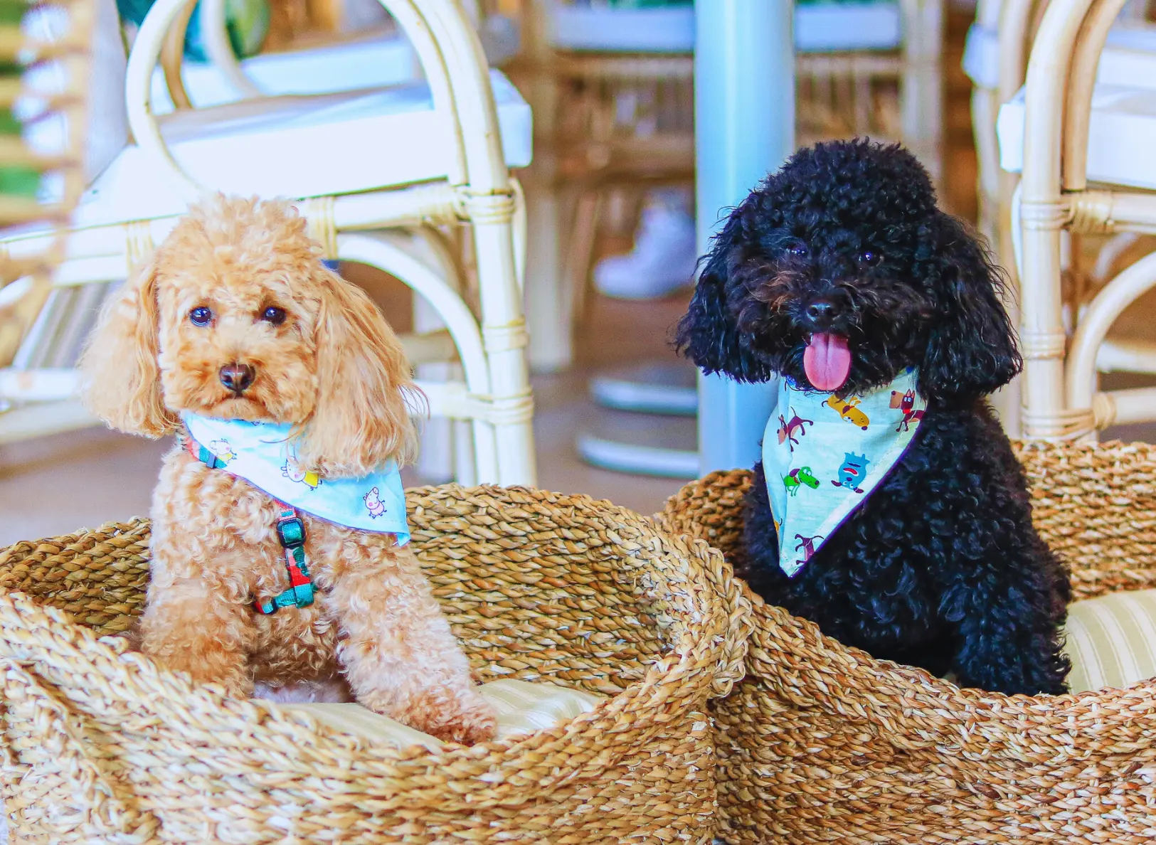 Restaurante Ca Na Marcè en Puerto de Alcudia, Mallorca, pet friendly con perros en la terraza.